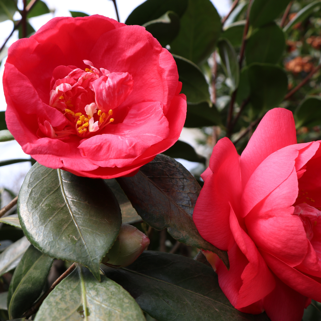 Camellia japonica 'Drama Girl'