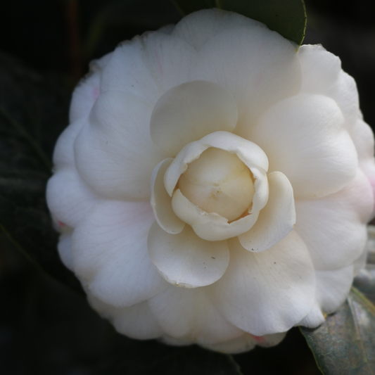 Camellia japonica 'Montironi'