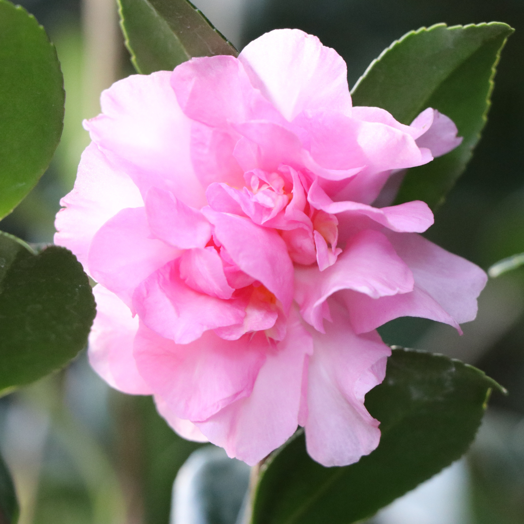 Camellia sasanqua 'Jennifer Susan'