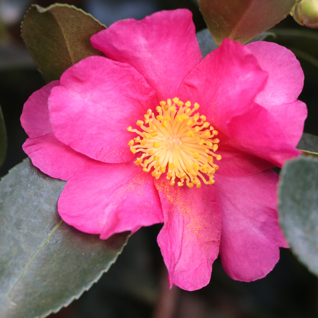 Camellia sasanqua 'Kanjiro'