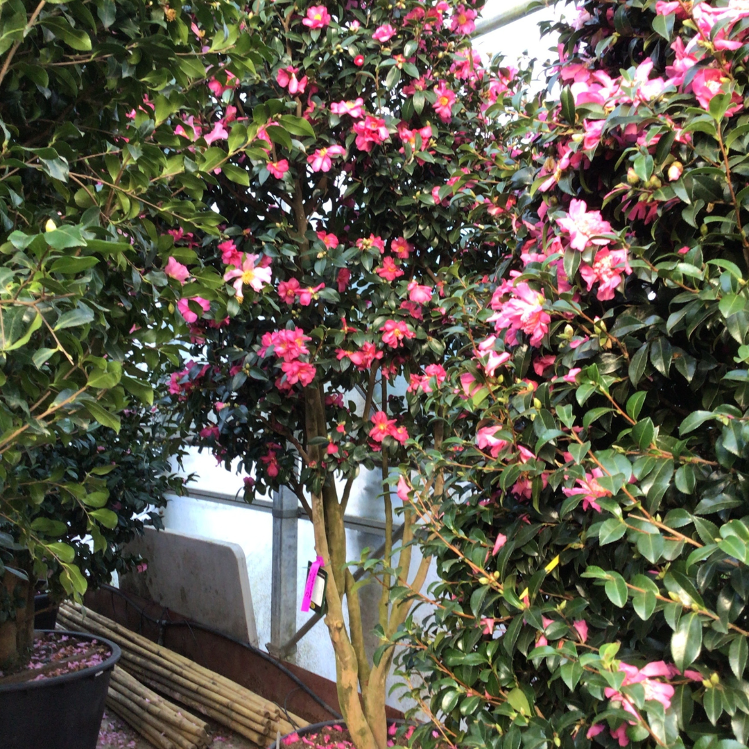 Camellia sasanqua 'Kanjiro'