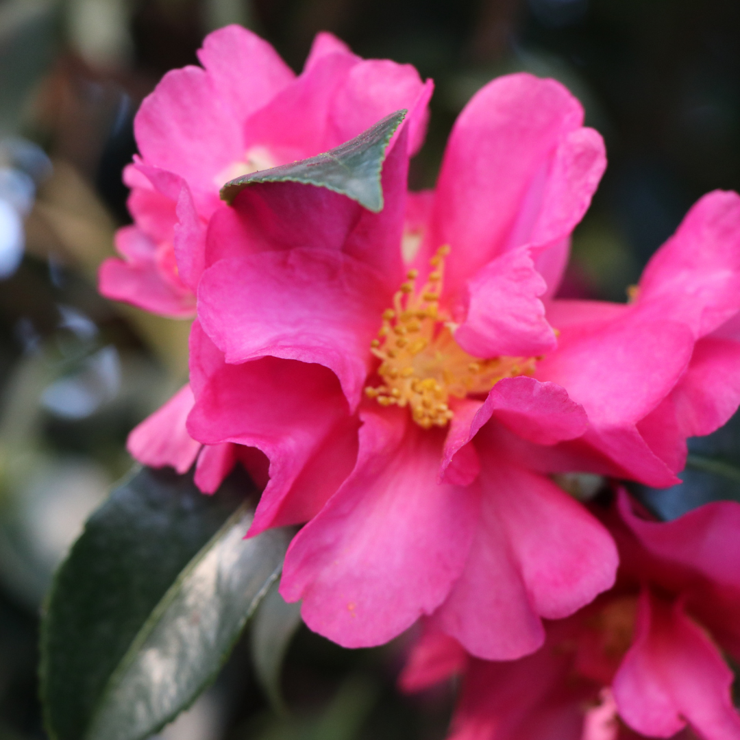Camellia sasanqua 'Kanjiro'