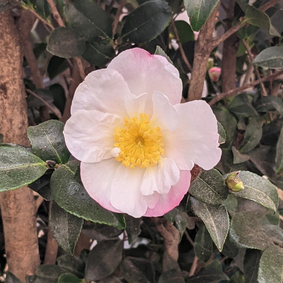 Camellia sasanqua 'Narumigata'