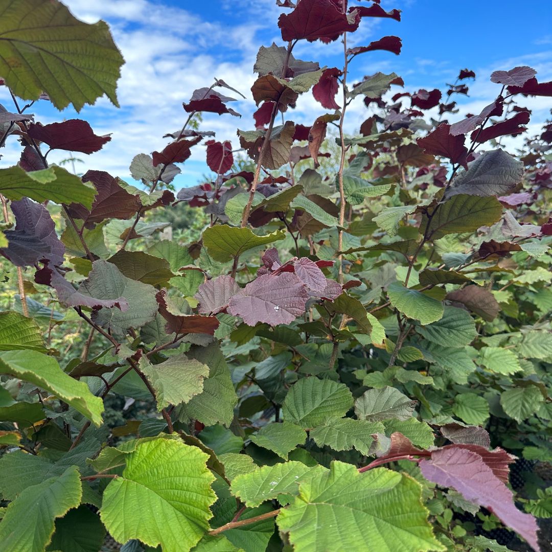 Corylus maxima 'Purpurea' (Hedging)