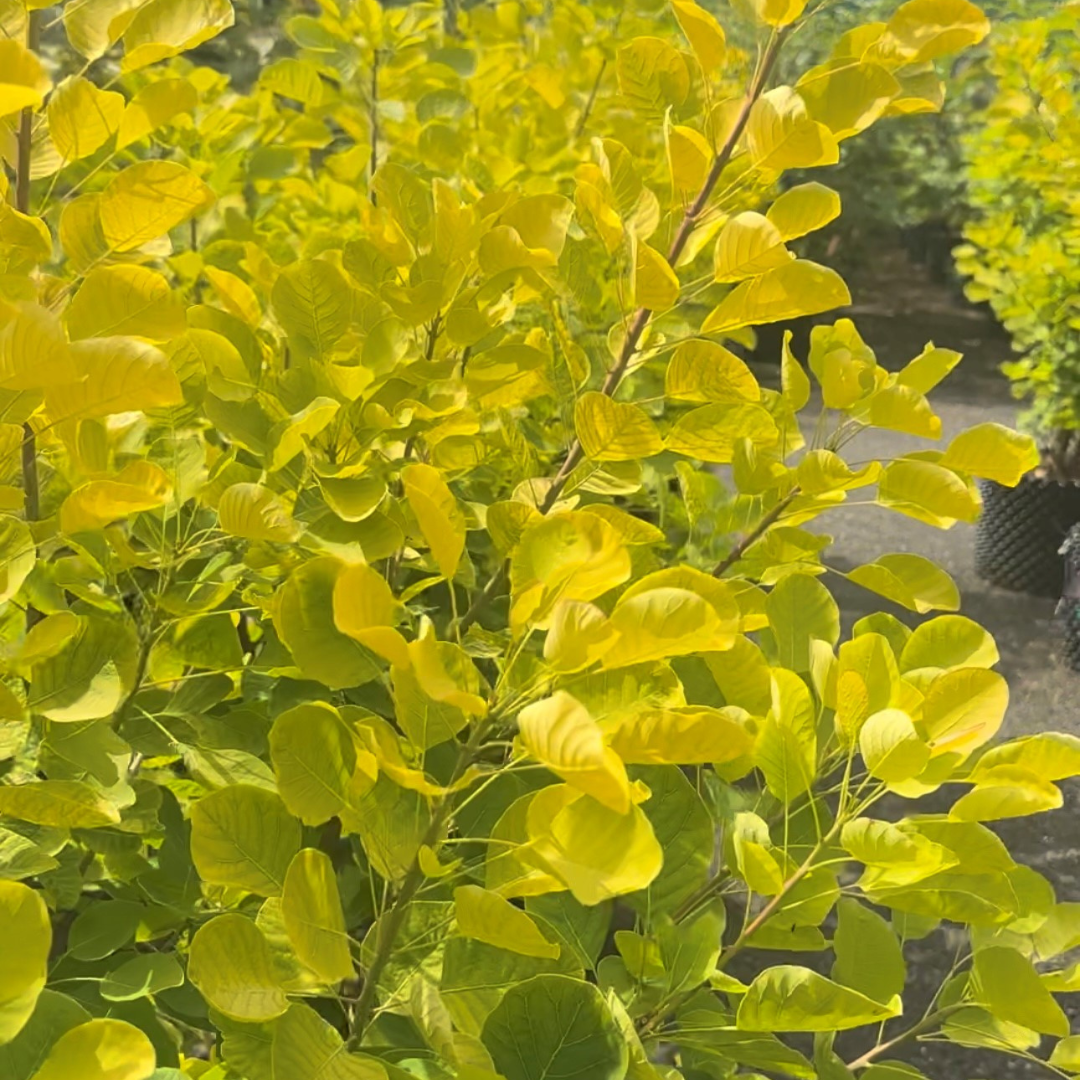 Cotinus coggygria 'Golden Spirit'