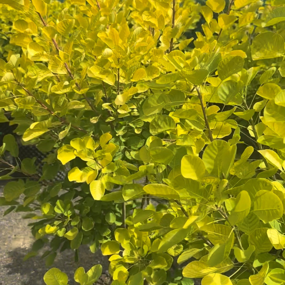 Cotinus coggygria 'Golden Spirit'