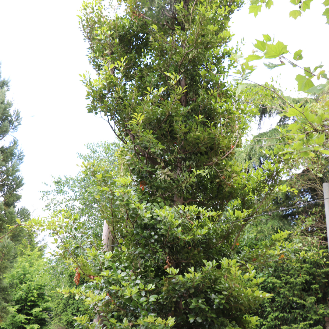 Distylium racemosum