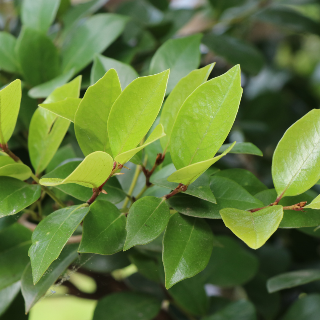 Distylium racemosum