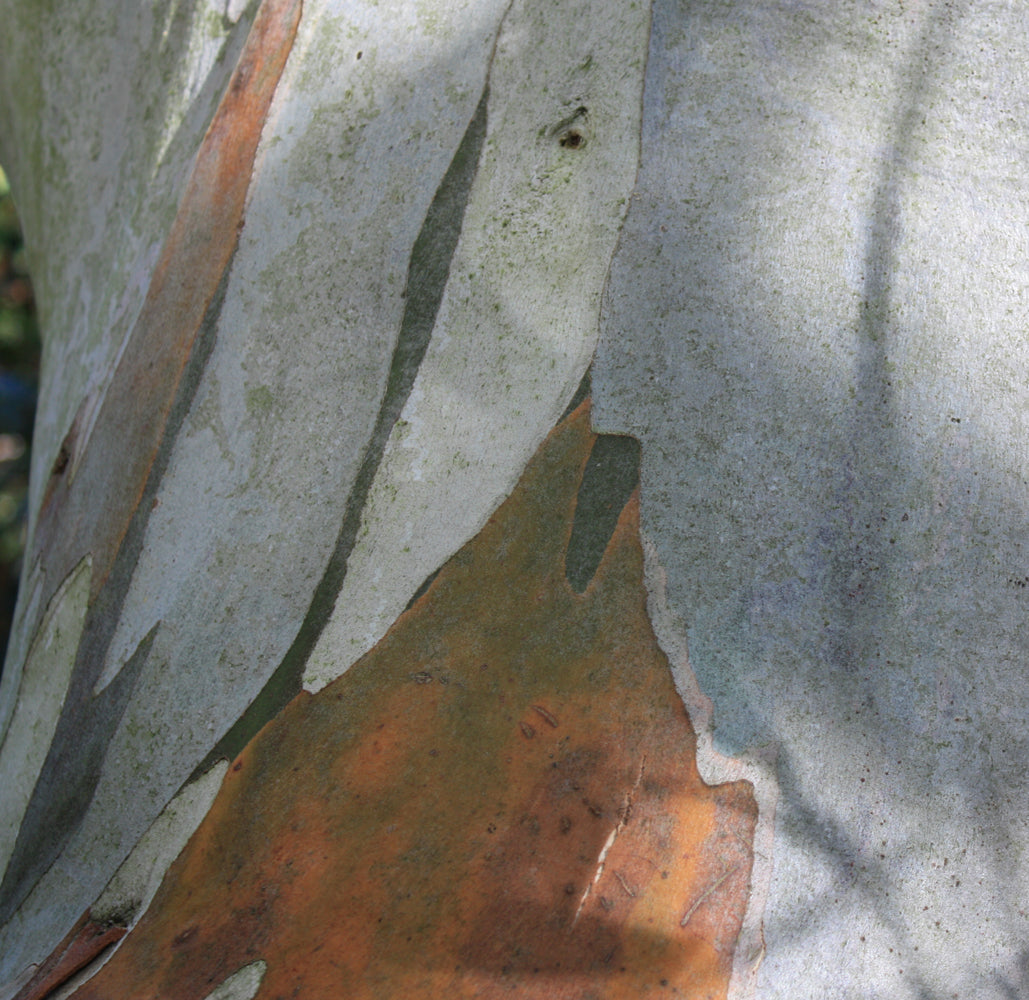 Eucalyptus pauciflora subsp. niphophila