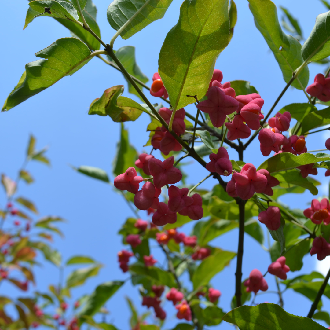 Euonymus europaeus