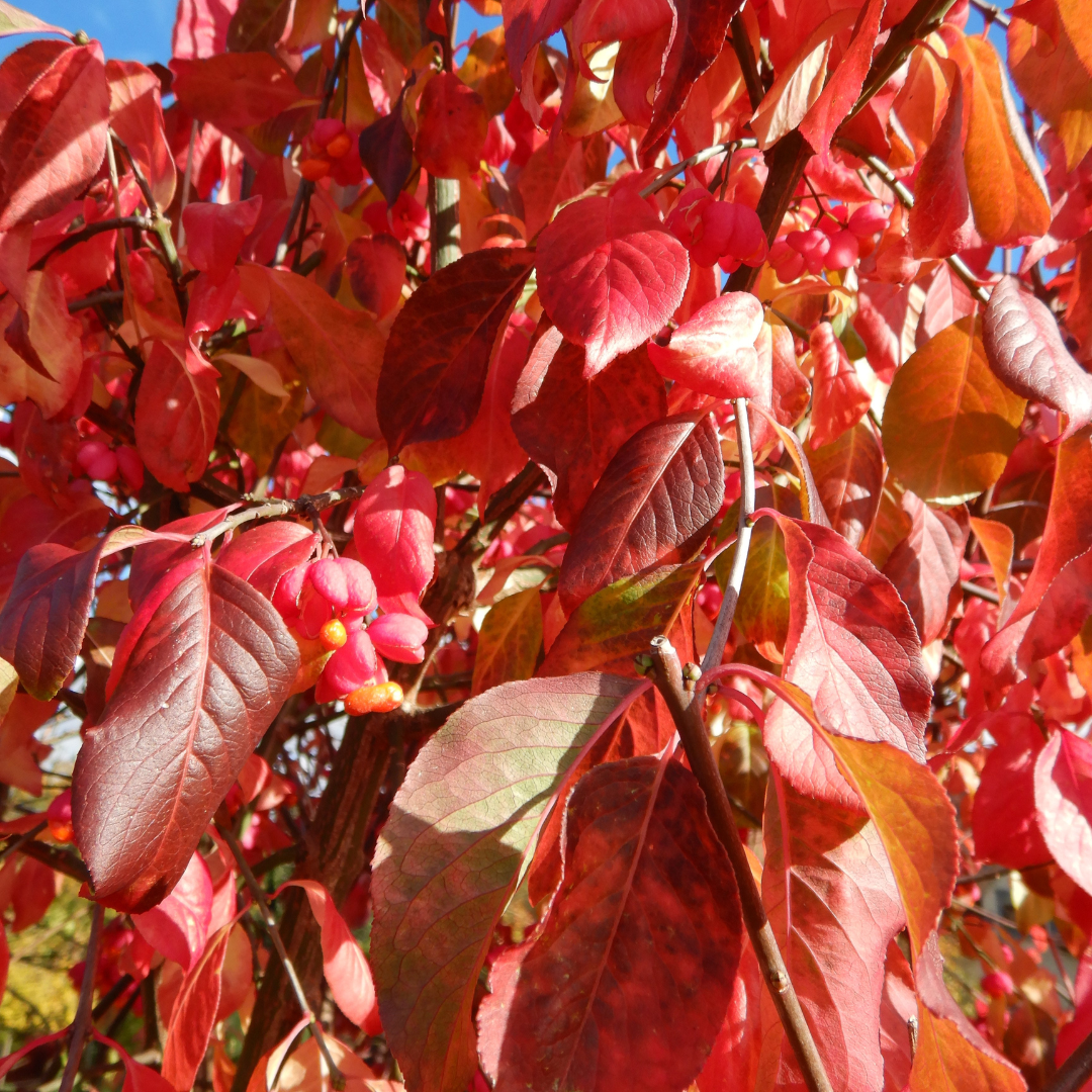 Euonymus europaeus