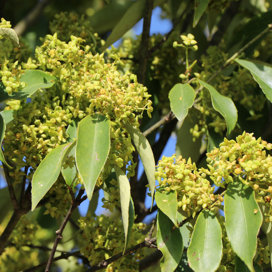 Euonymus wilsonii
