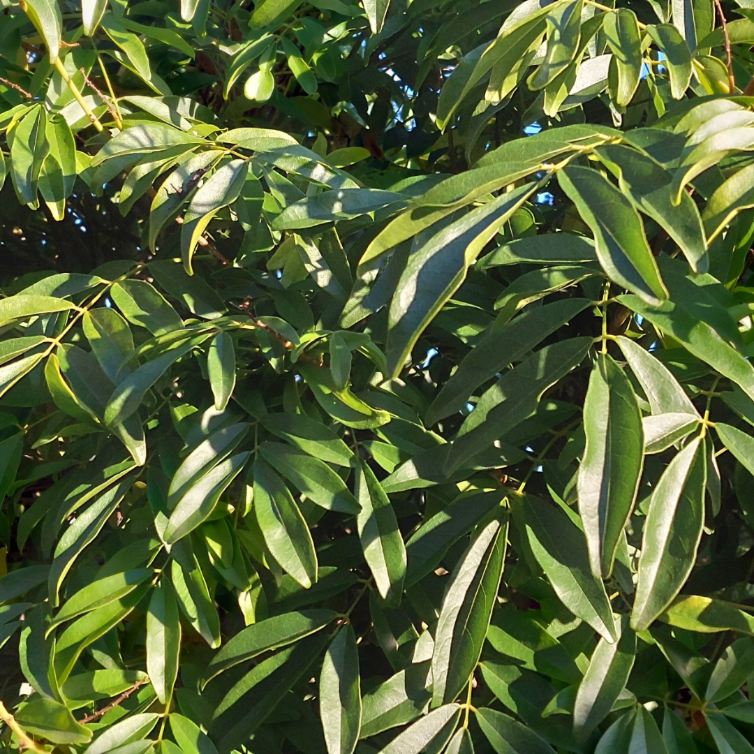Euonymus wilsonii