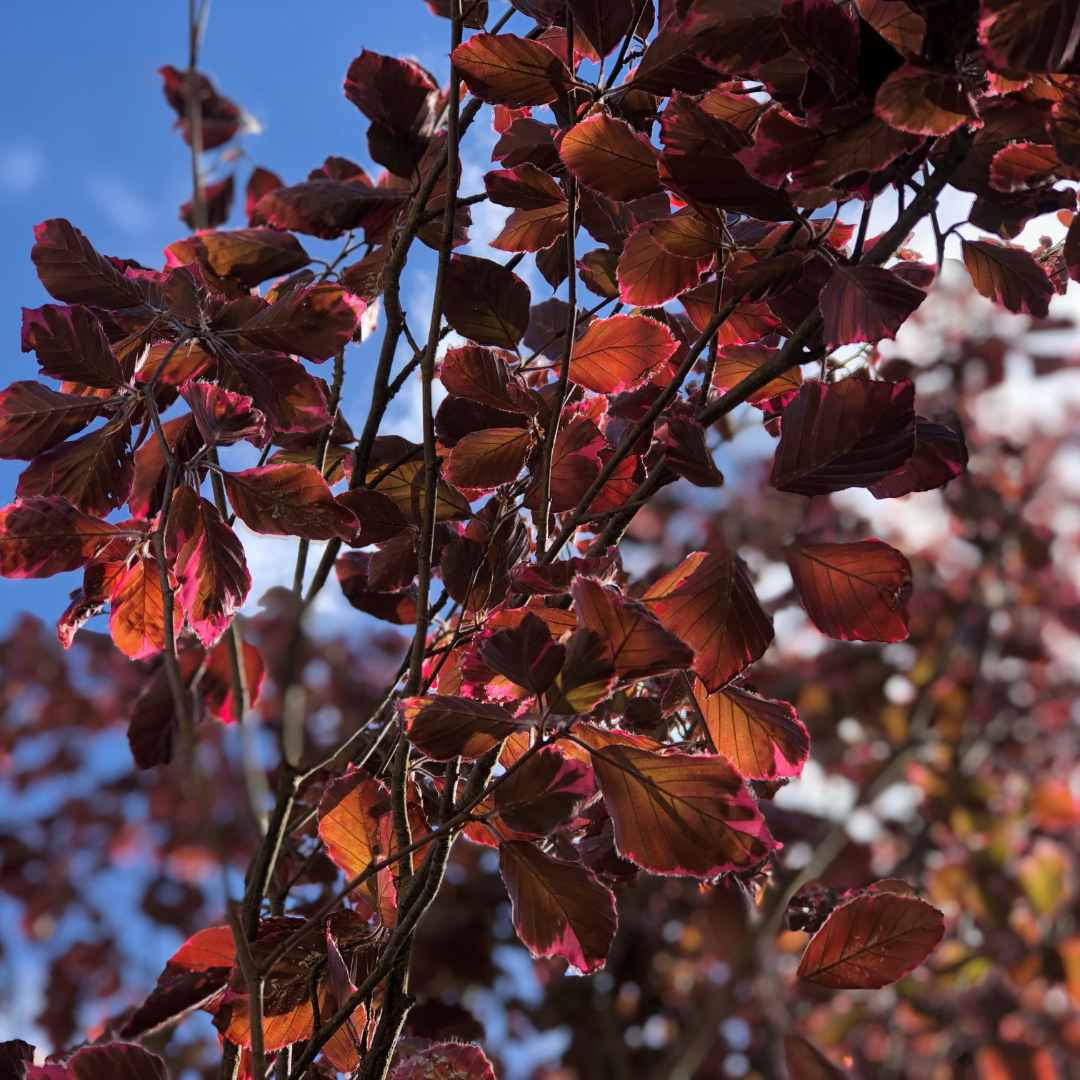 Fagus sylvatica 'Tricolor'