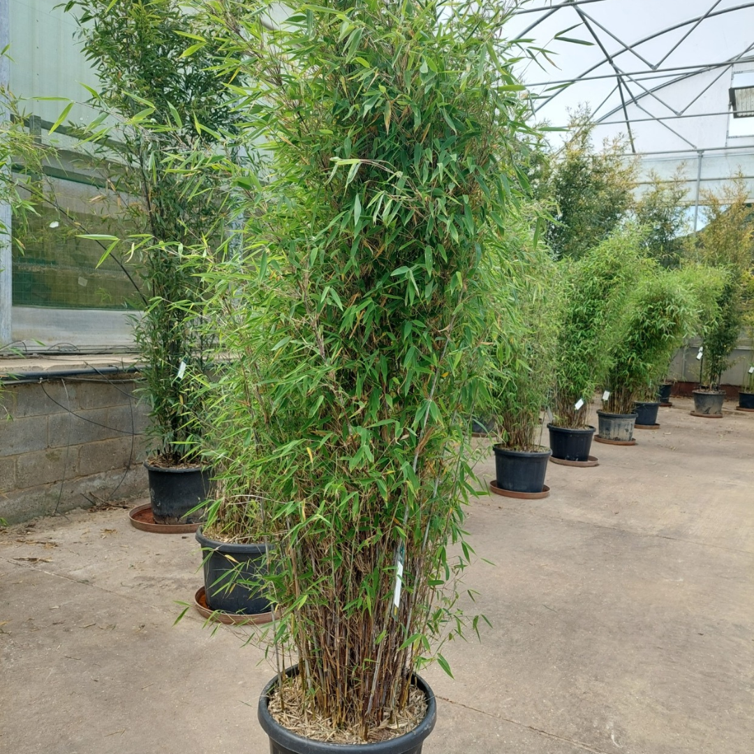 Fargesia murieliae 'Simba'