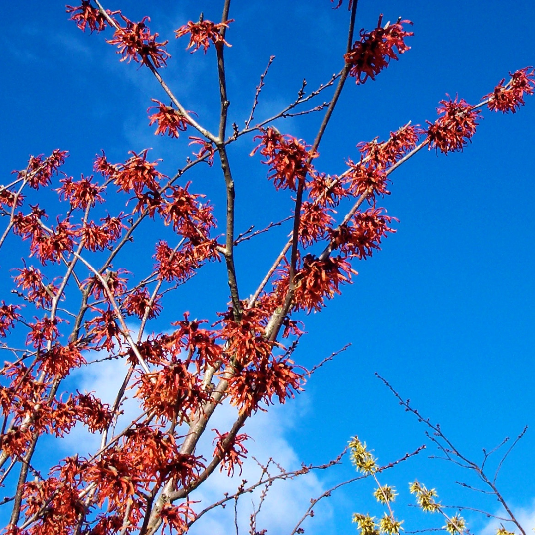 Hamamelis x intermedia 'Diane'