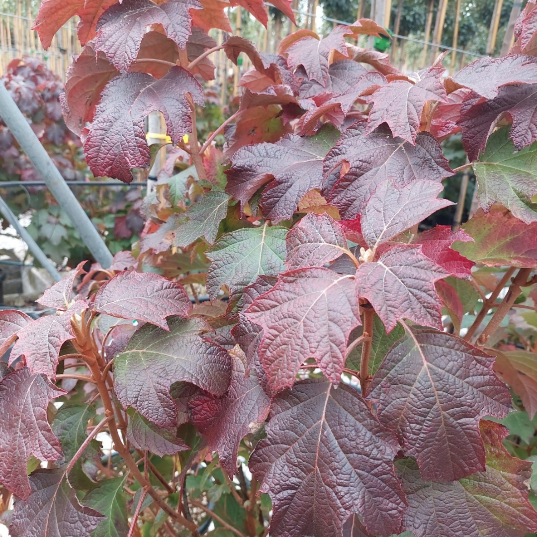 Hydrangea quercifolia 'Snow Queen'