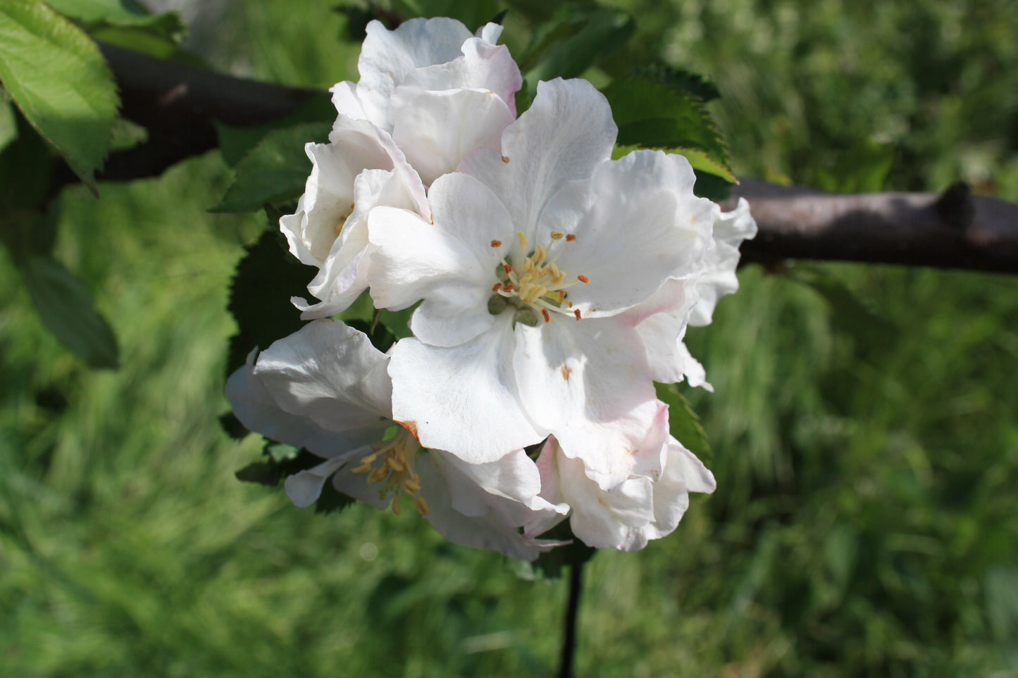 Malus d. 'Red Boskoop'