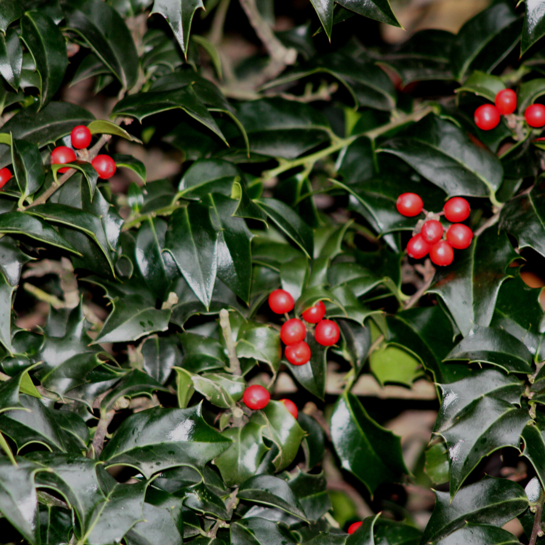Ilex x aquipernyi 'Dragon Lady' (Hedging)