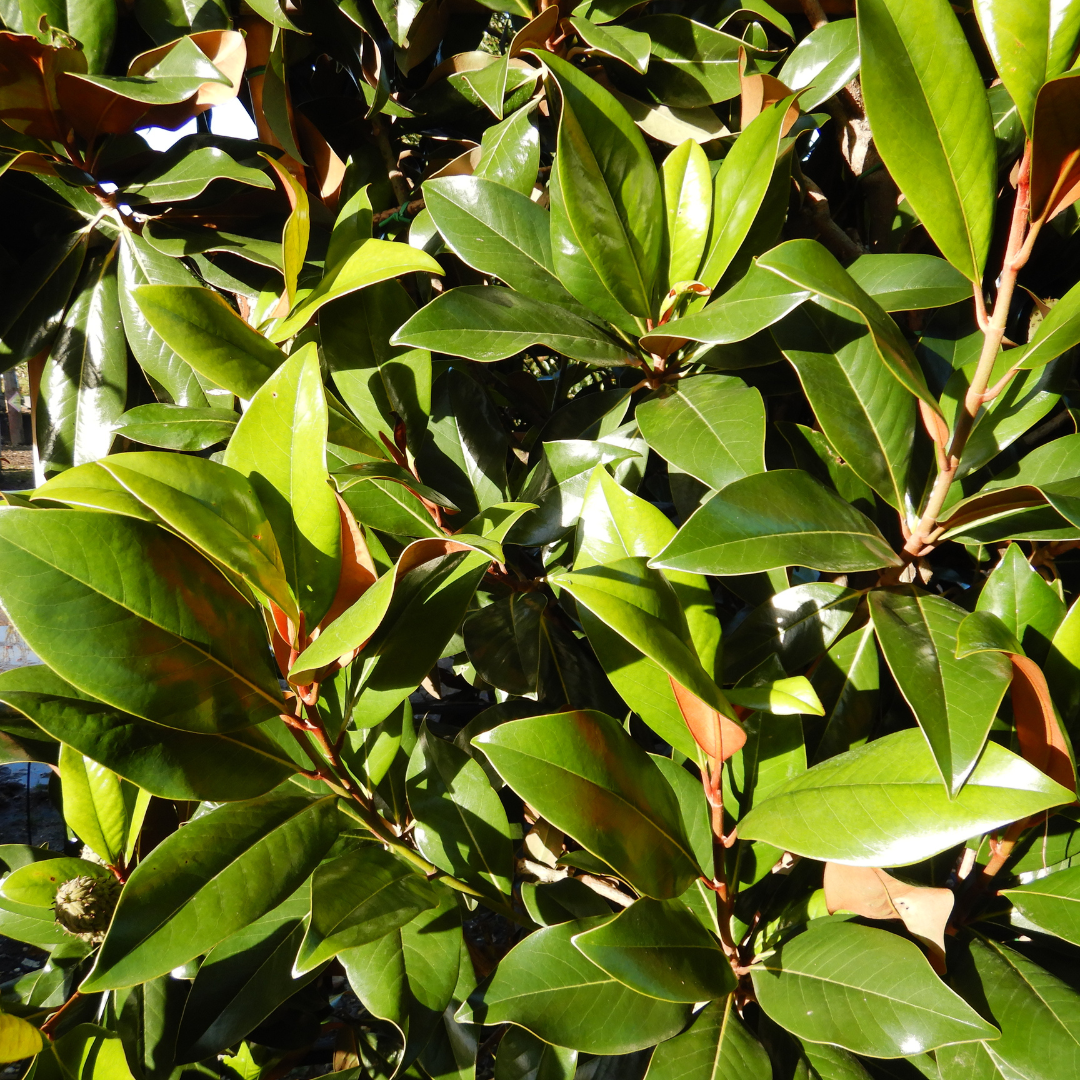 Magnolia grand. 'Gallissonnière' (Pleached)