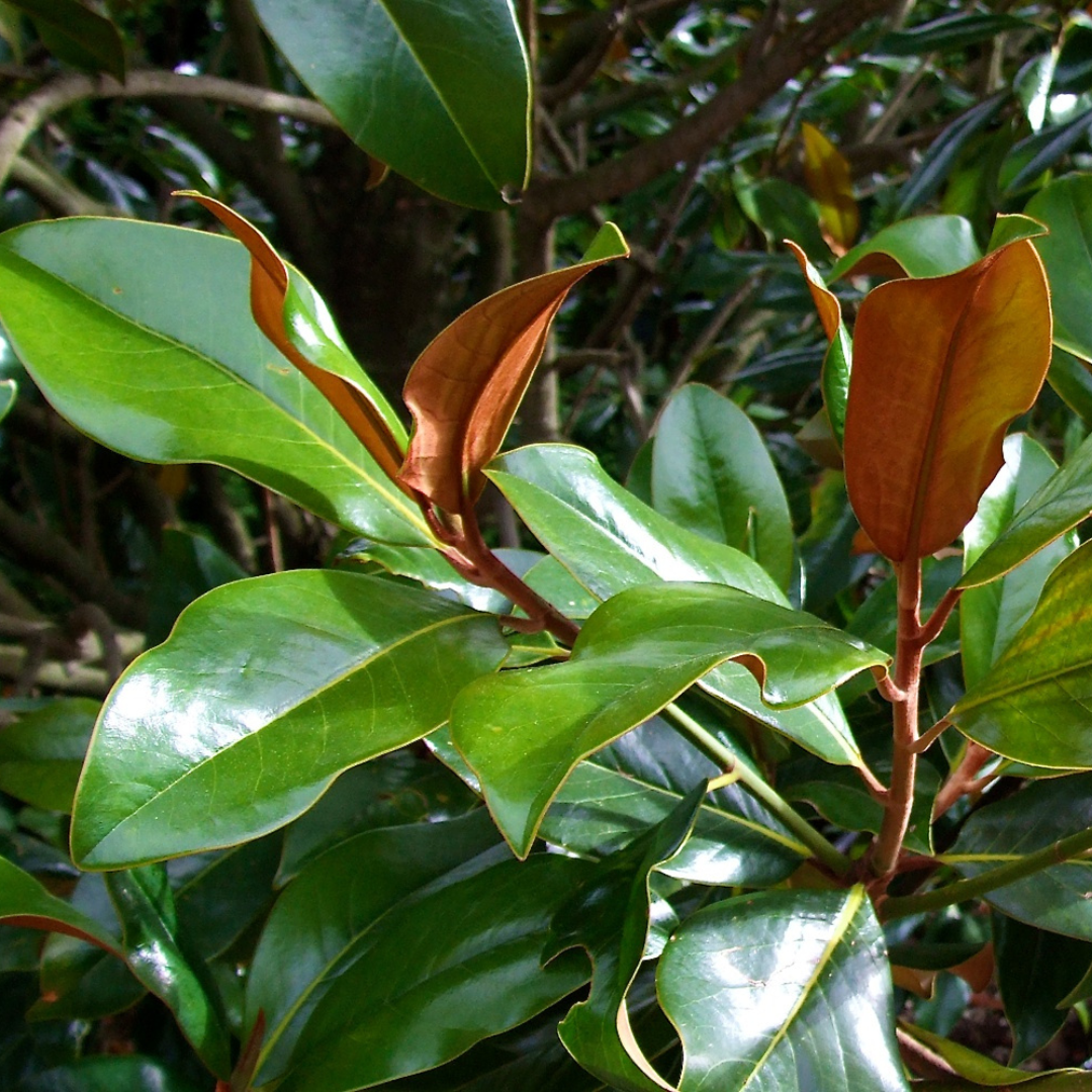 Magnolia grand. 'Gallissonnière' (Pleached)