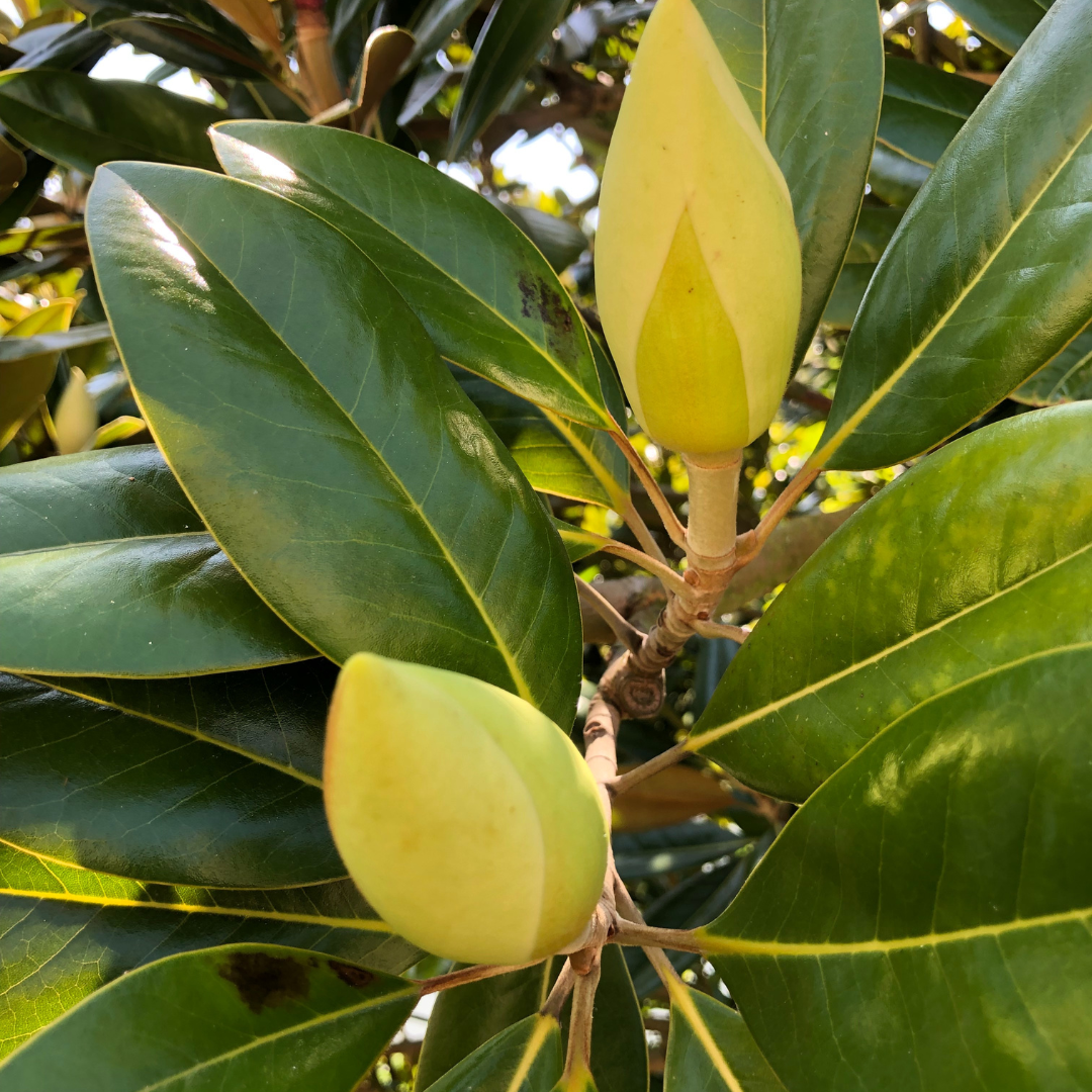 Magnolia grandiflora