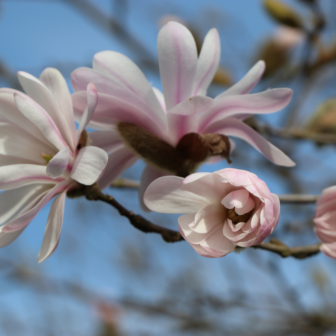 Magnolia stellata