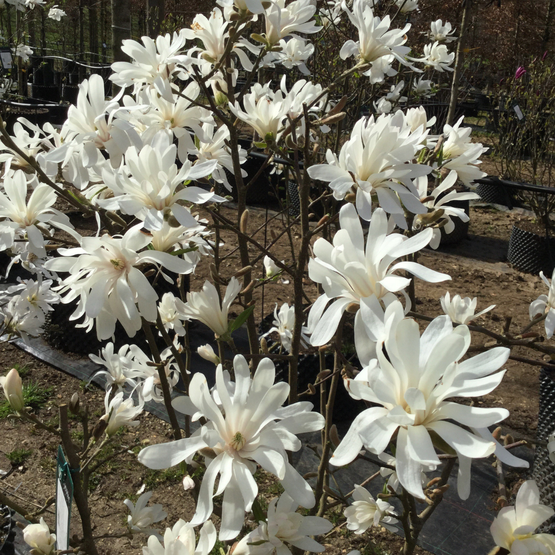 Magnolia stellata