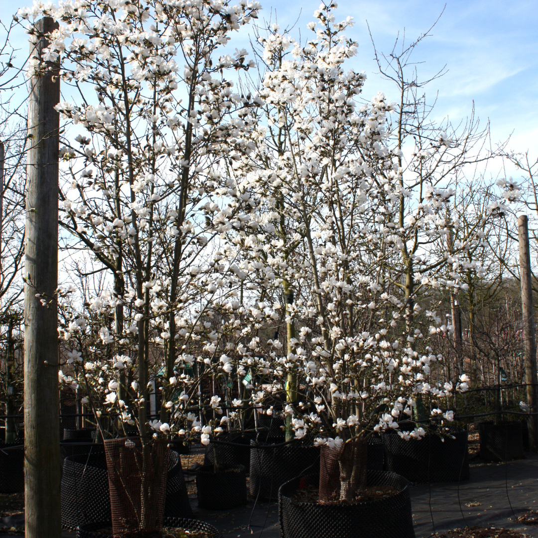 Magnolia stellata