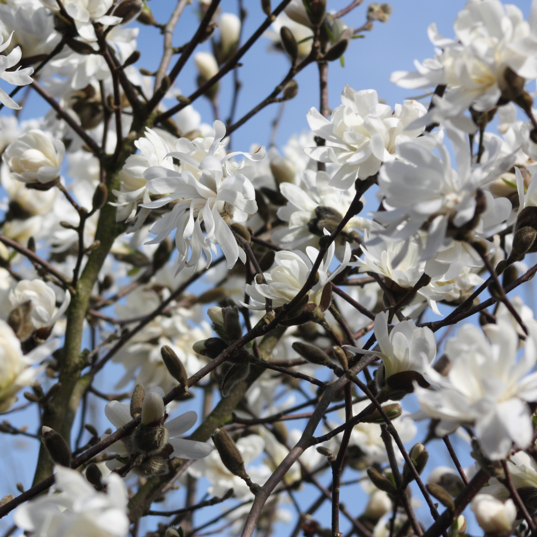 Magnolia stellata
