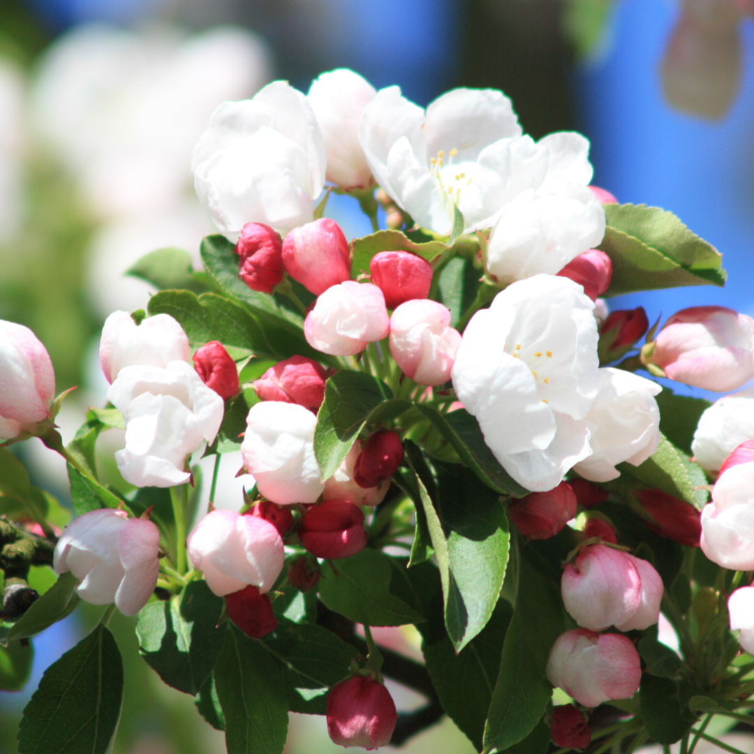 Malus 'Donald Wyman'