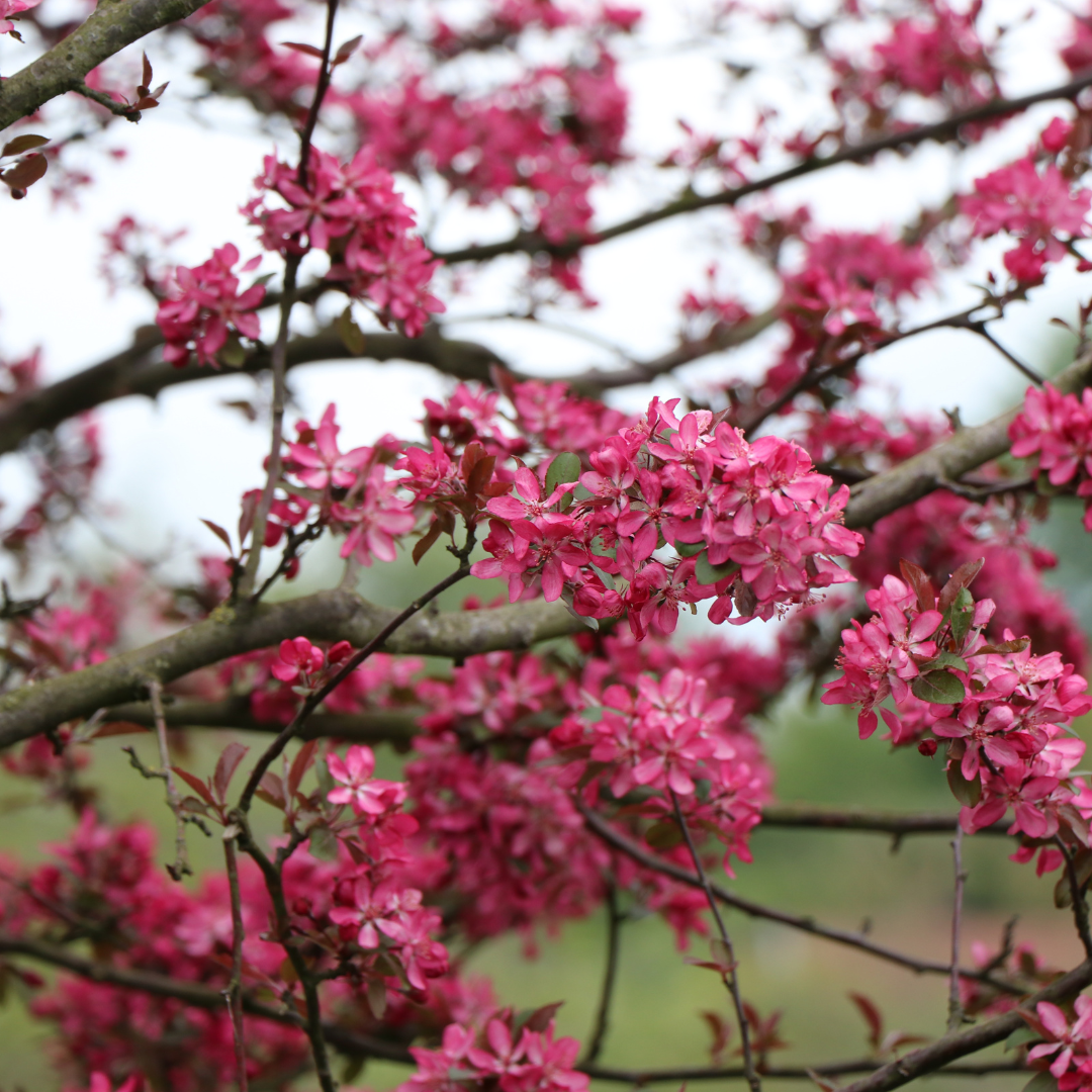 Malus 'Cardinal'