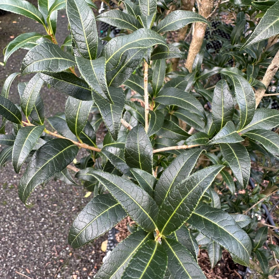 Osmanthus fragrans