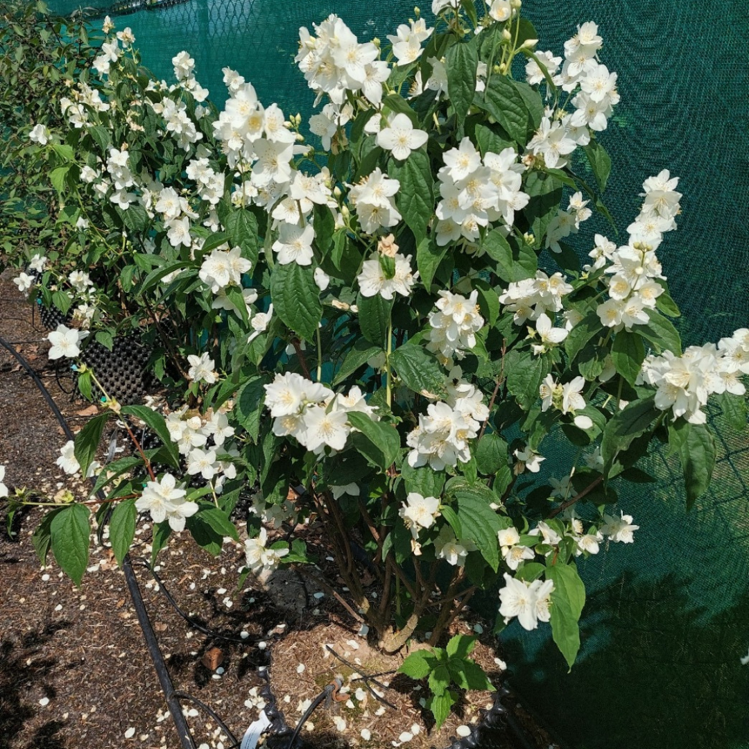 Philadelphus coronarius