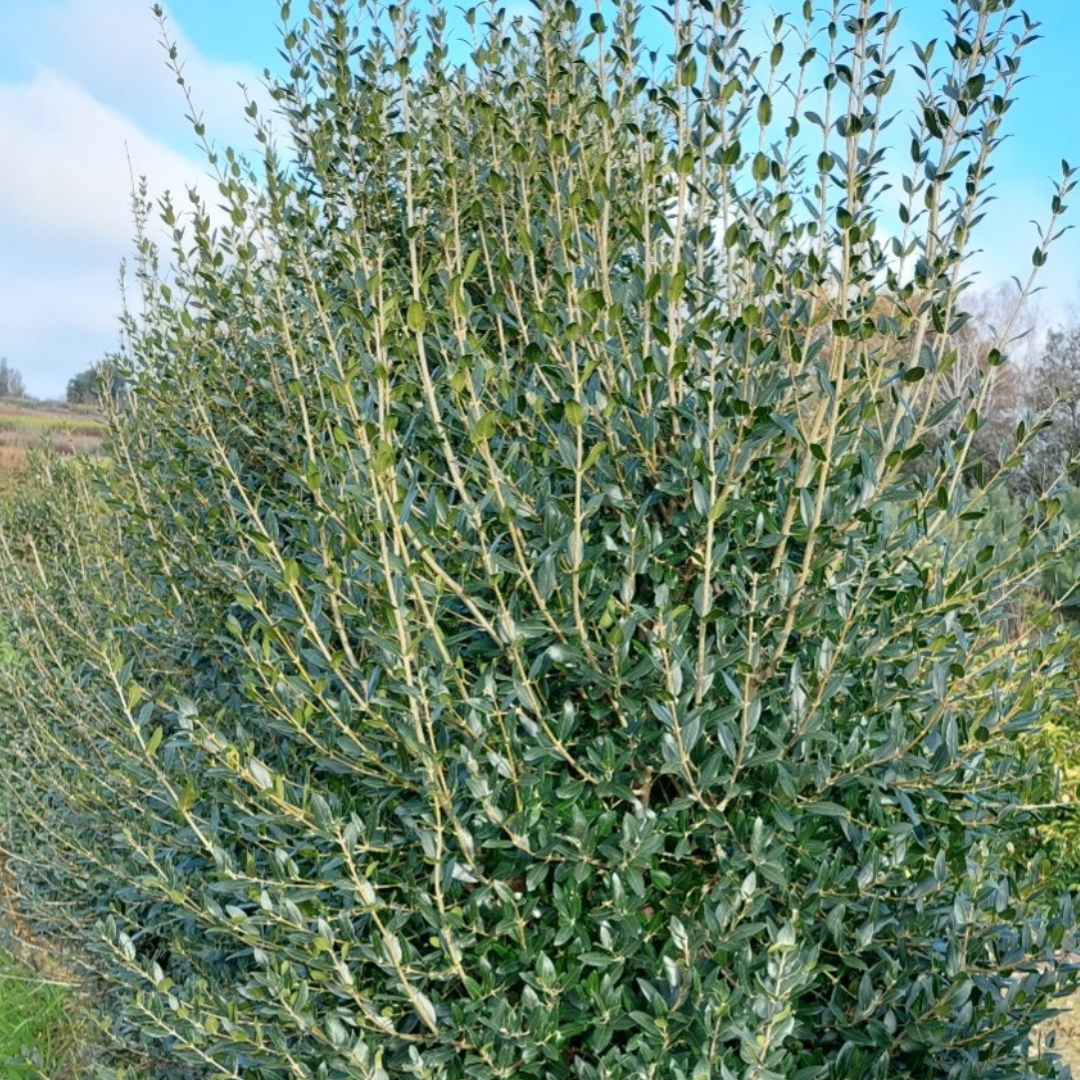 Phillyrea latifolia
