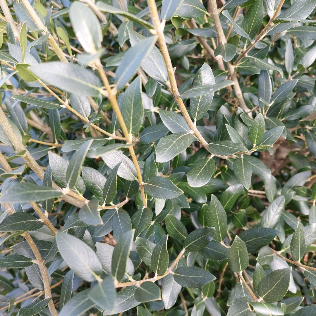 Phillyrea latifolia