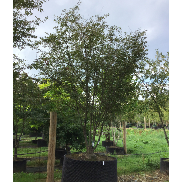 Prunus x incam 'Okamé'