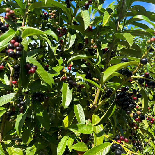 Prunus laurocerasus 'Genolia' (Hedging)