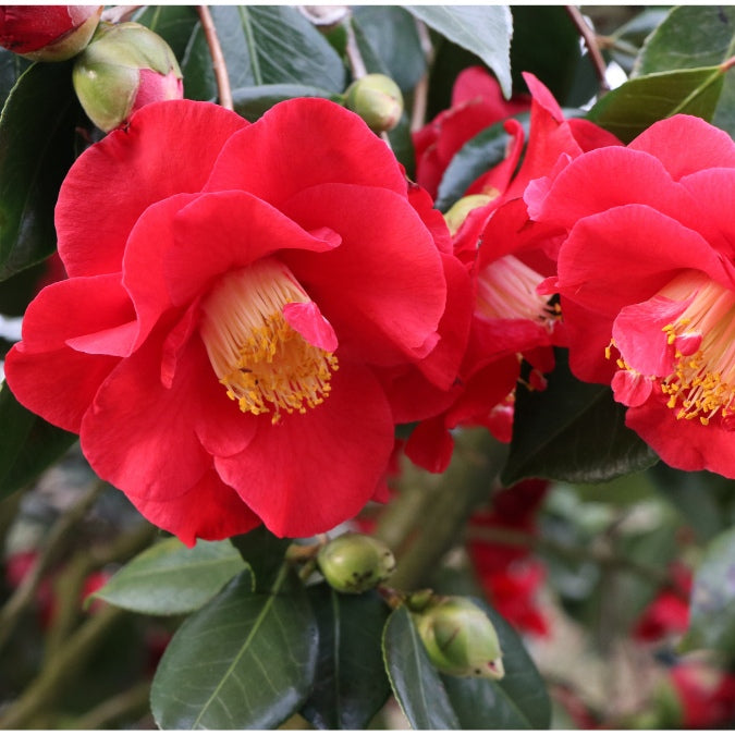 Camellia japonica 'Grand Prix'