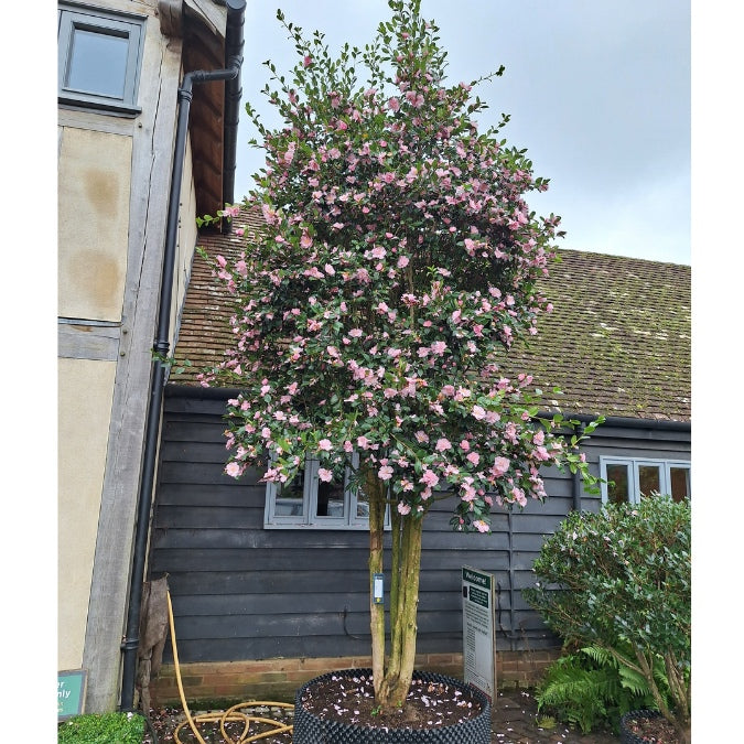 Camellia sasanqua 'Eleonora Genoni'