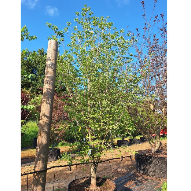 Cornus 'Stellar Pink'