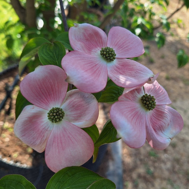 Cornus 'Stellar Pink'