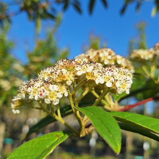 Cotoneaster × watereri
