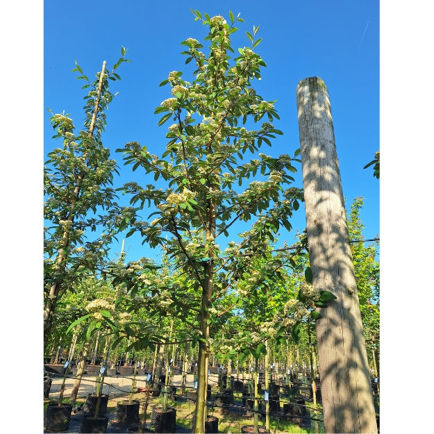 Cotoneaster × watereri