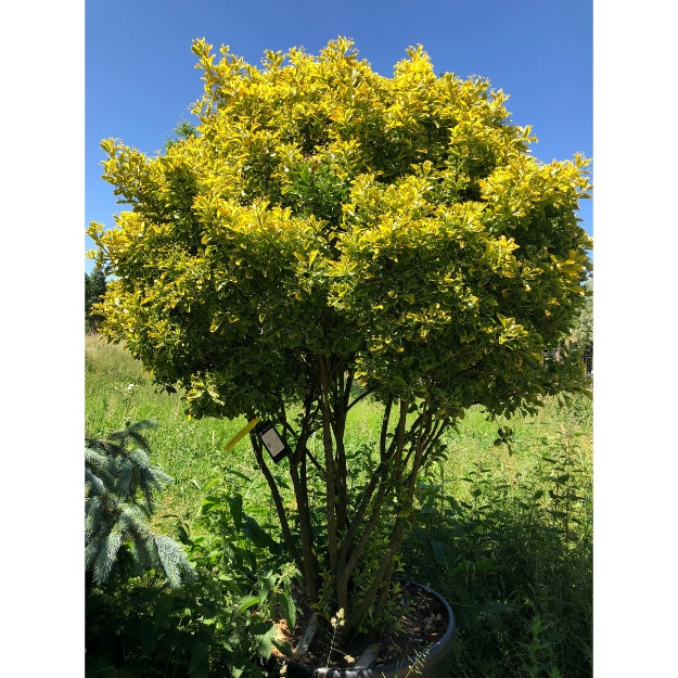 Euonymus japonicus 'Ovatus Aureus'