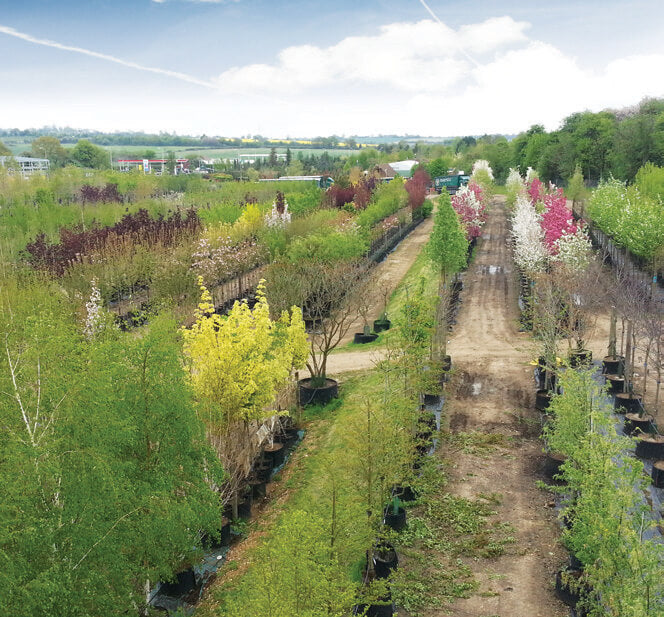 visit the nursery at majestic trees