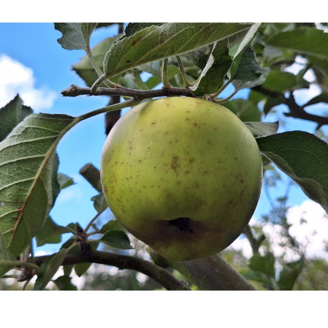 Malus d. 'King of the Pippins'