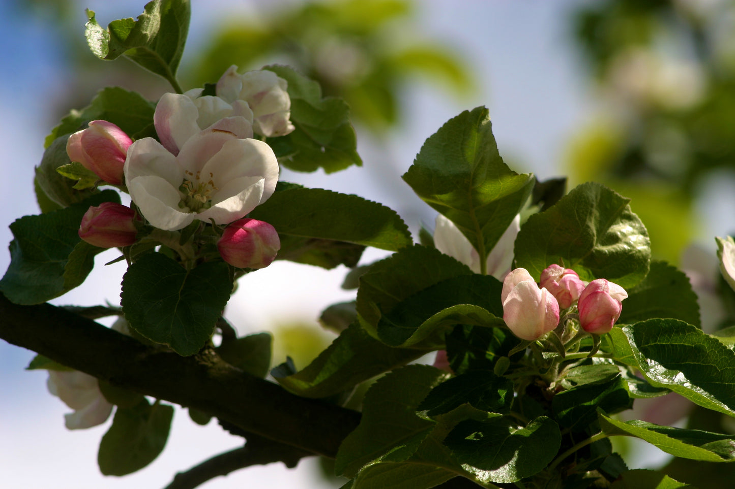 Malus d. 'Red Boskoop'