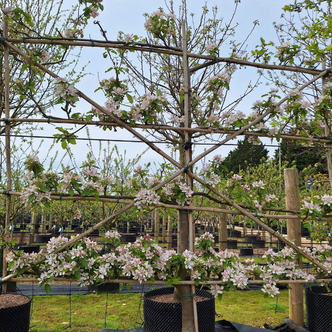 Malus d. 'Royal Gala' (Pleached)