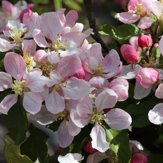 Malus d. 'Royal Gala' (Pleached)